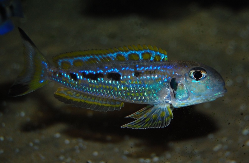 Xenotilapia singularis 'Kalya'
